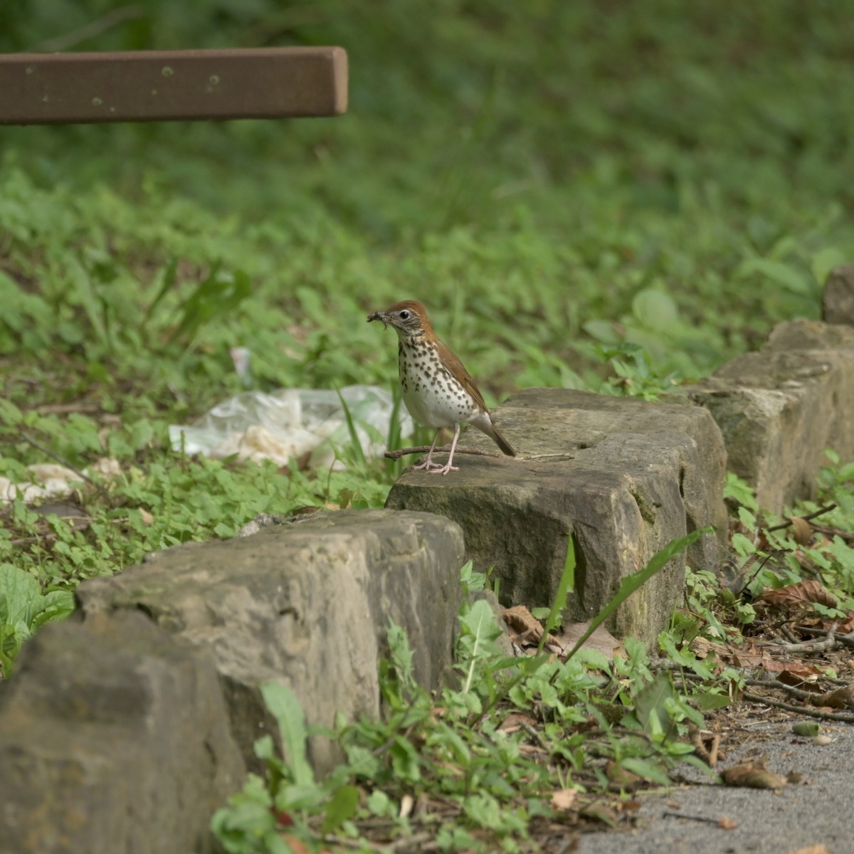 Wood Thrush - ML620772455