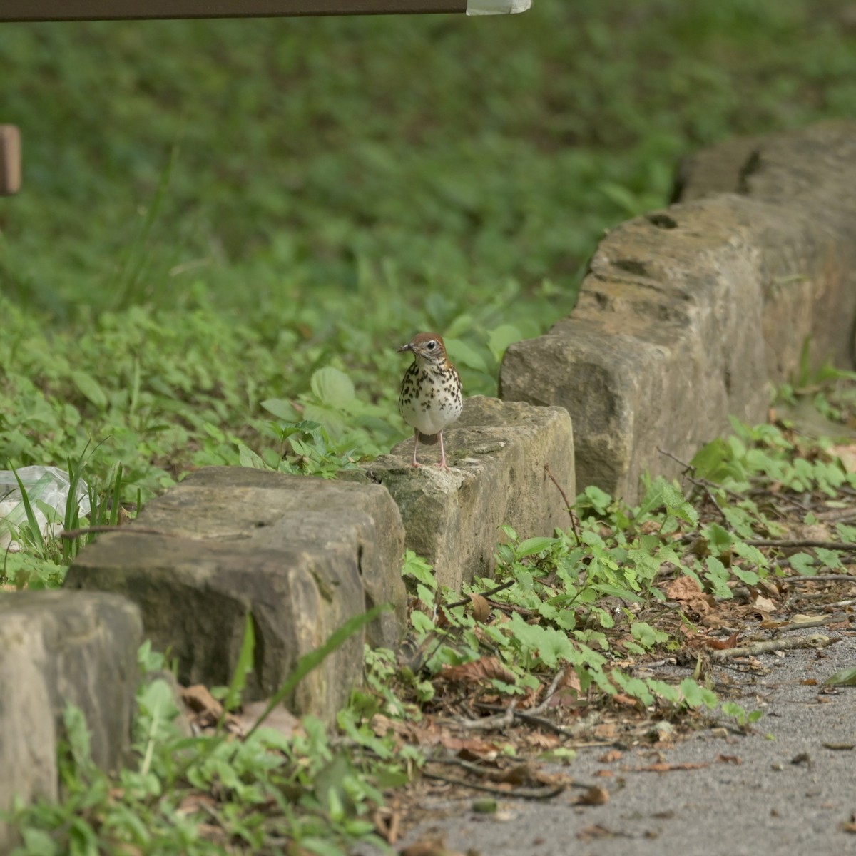 Wood Thrush - ML620772456