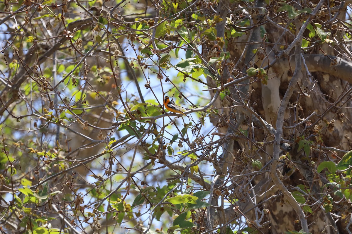 Bullock's Oriole - ML620772457