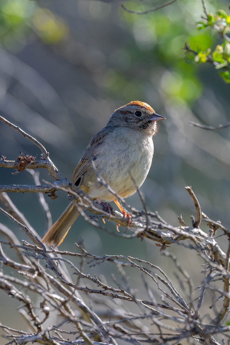 Rufous-crowned Sparrow - ML620772458