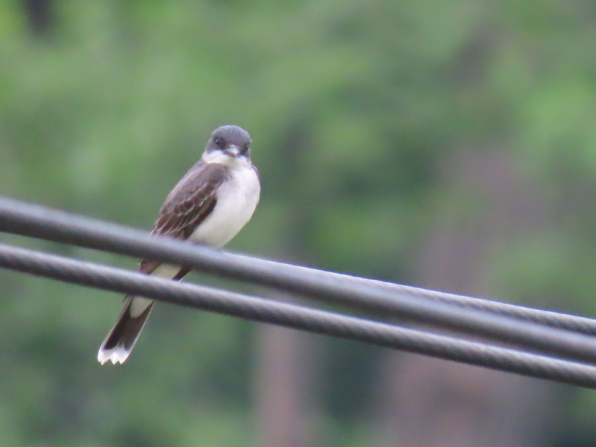 Eastern Kingbird - ML620772459