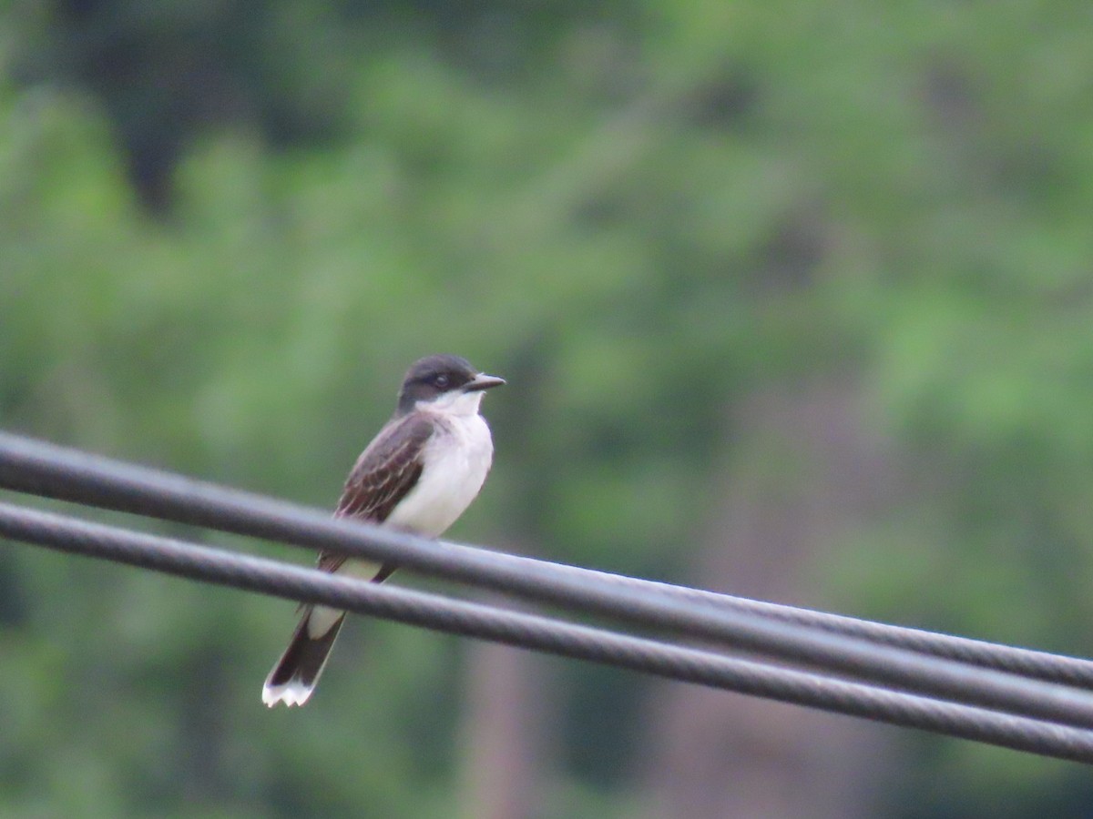 Eastern Kingbird - ML620772460