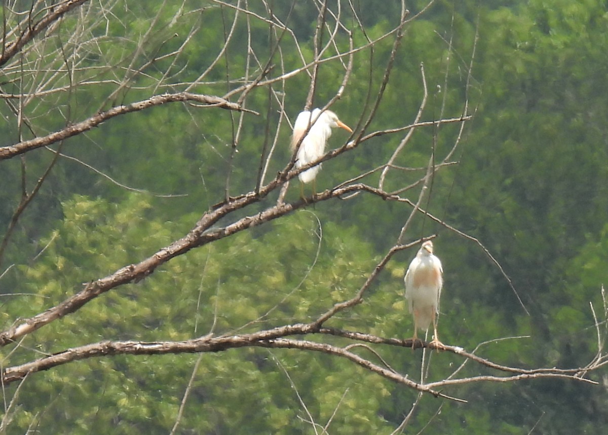 Western Cattle Egret - ML620772461