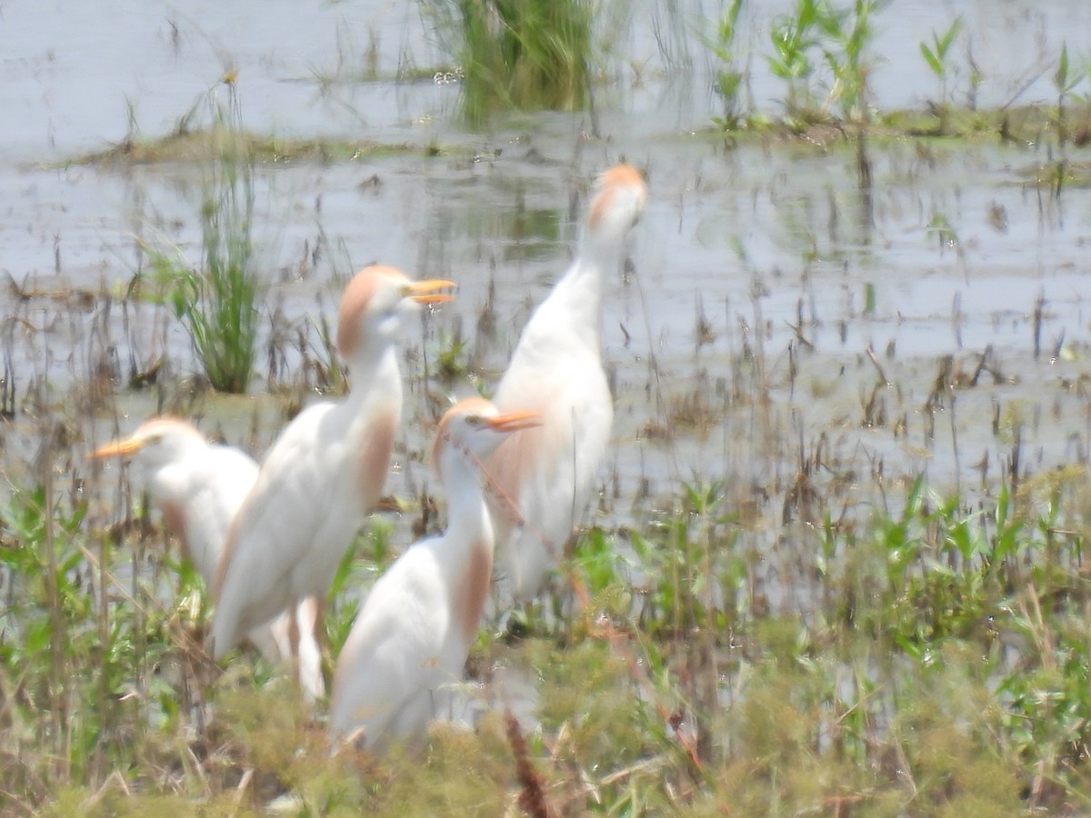 Western Cattle Egret - ML620772462