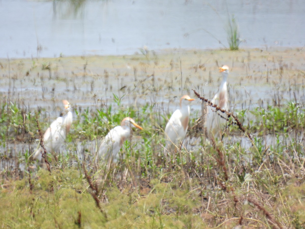 Western Cattle Egret - ML620772463