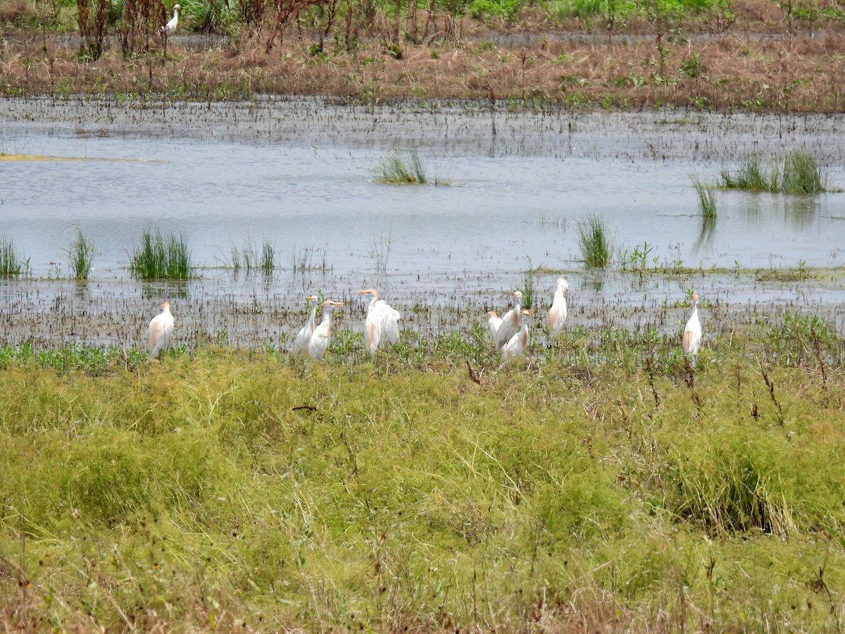 Western Cattle Egret - ML620772464