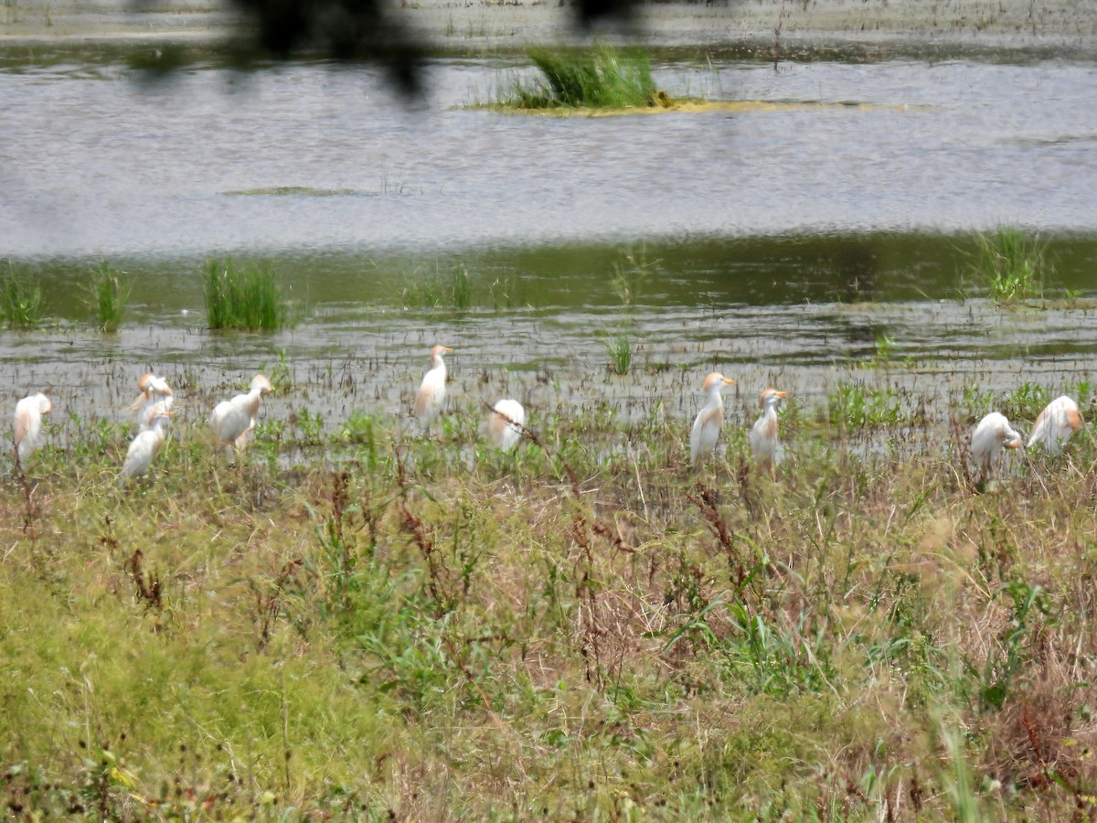 Western Cattle Egret - ML620772465