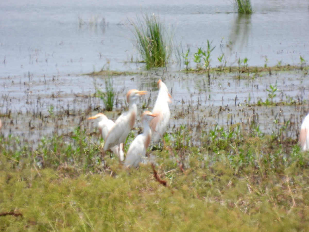 Western Cattle Egret - ML620772466