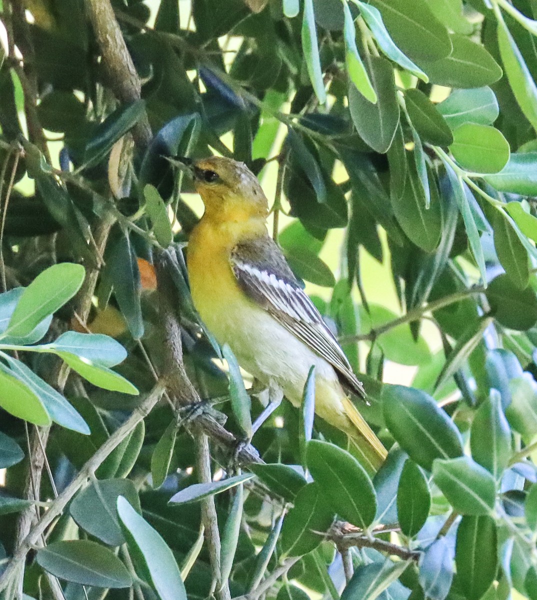 Bullock's Oriole - ML620772470