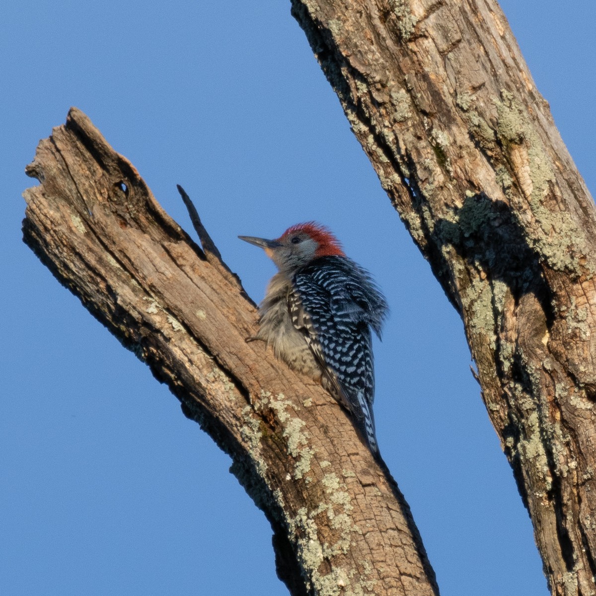 Red-bellied Woodpecker - ML620772474