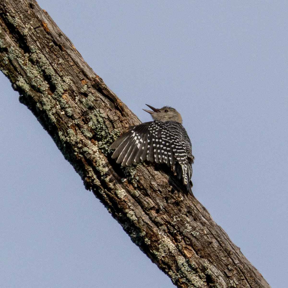 Red-bellied Woodpecker - ML620772479