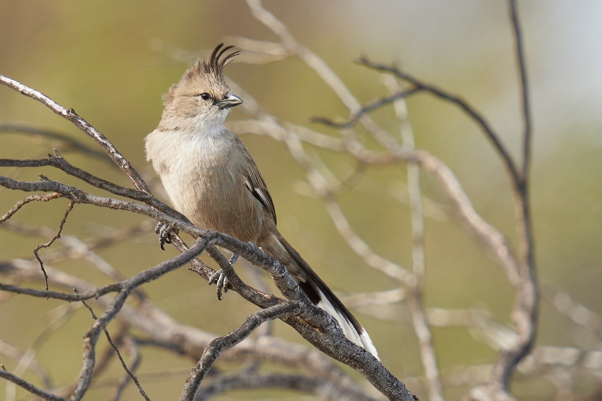 Chiming Wedgebill - ML620772482