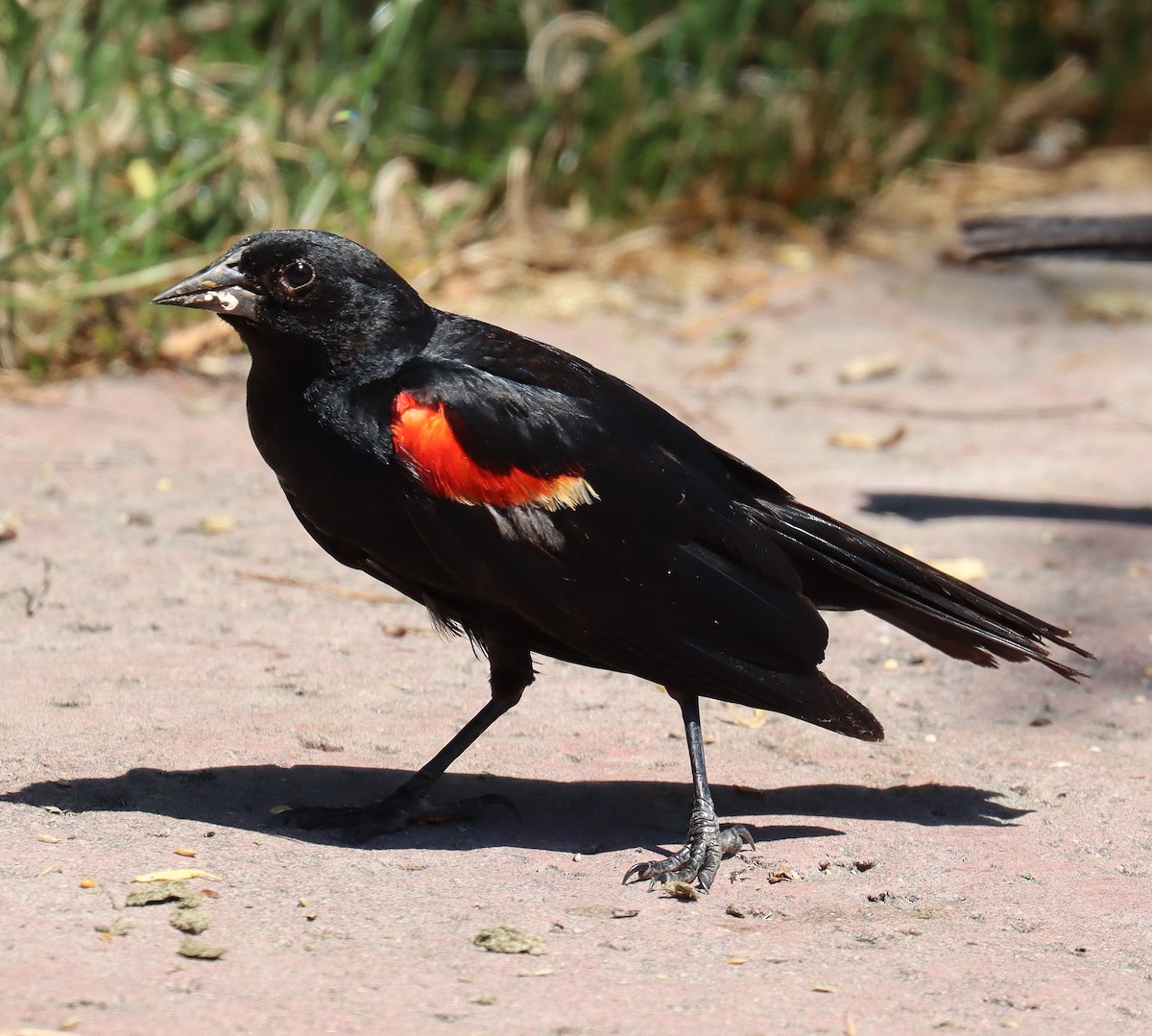 Red-winged Blackbird - ML620772483