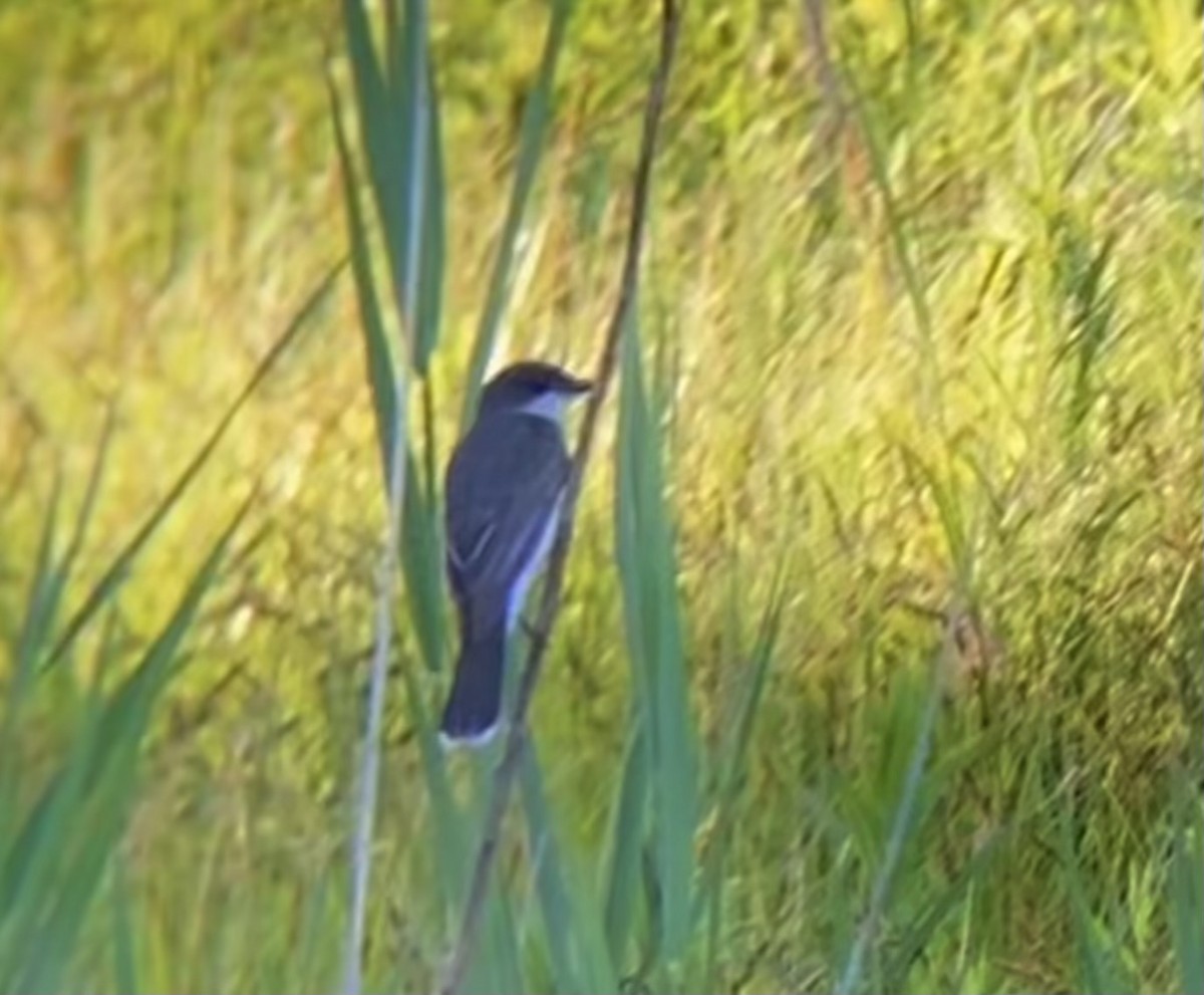 Eastern Kingbird - ML620772484