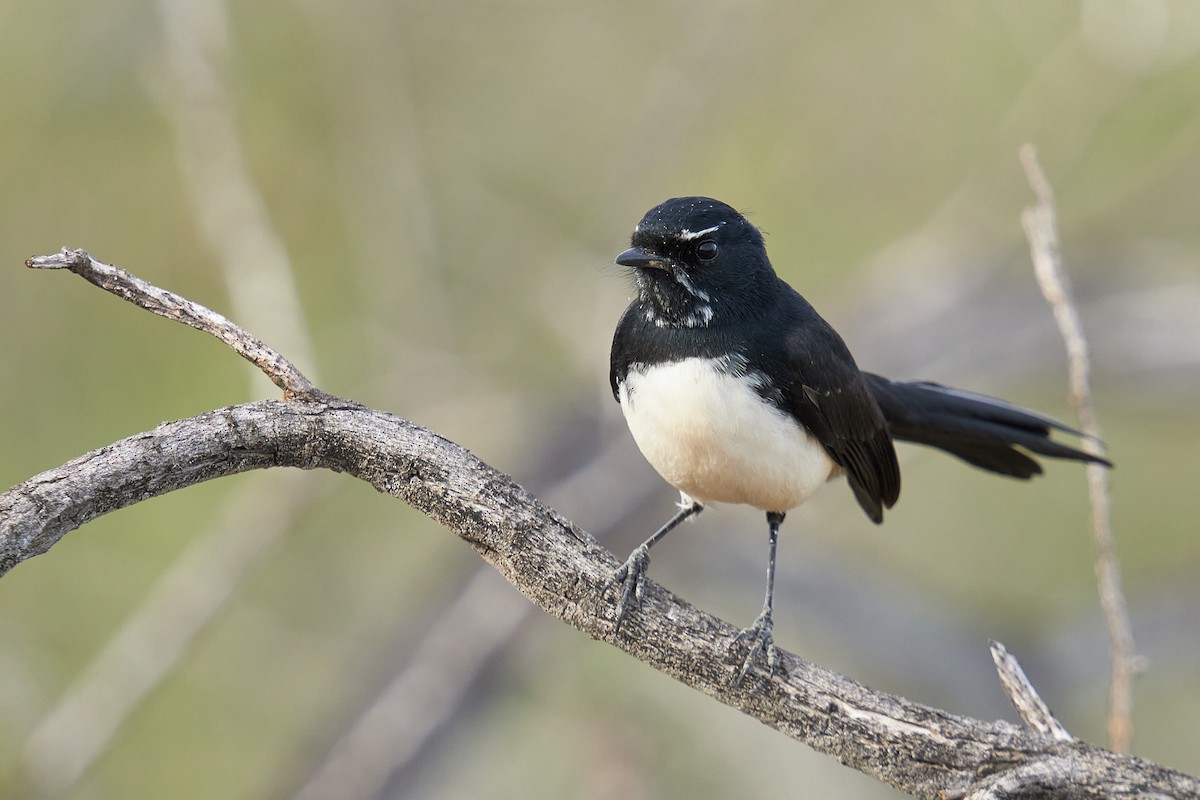 Willie-wagtail - ML620772485