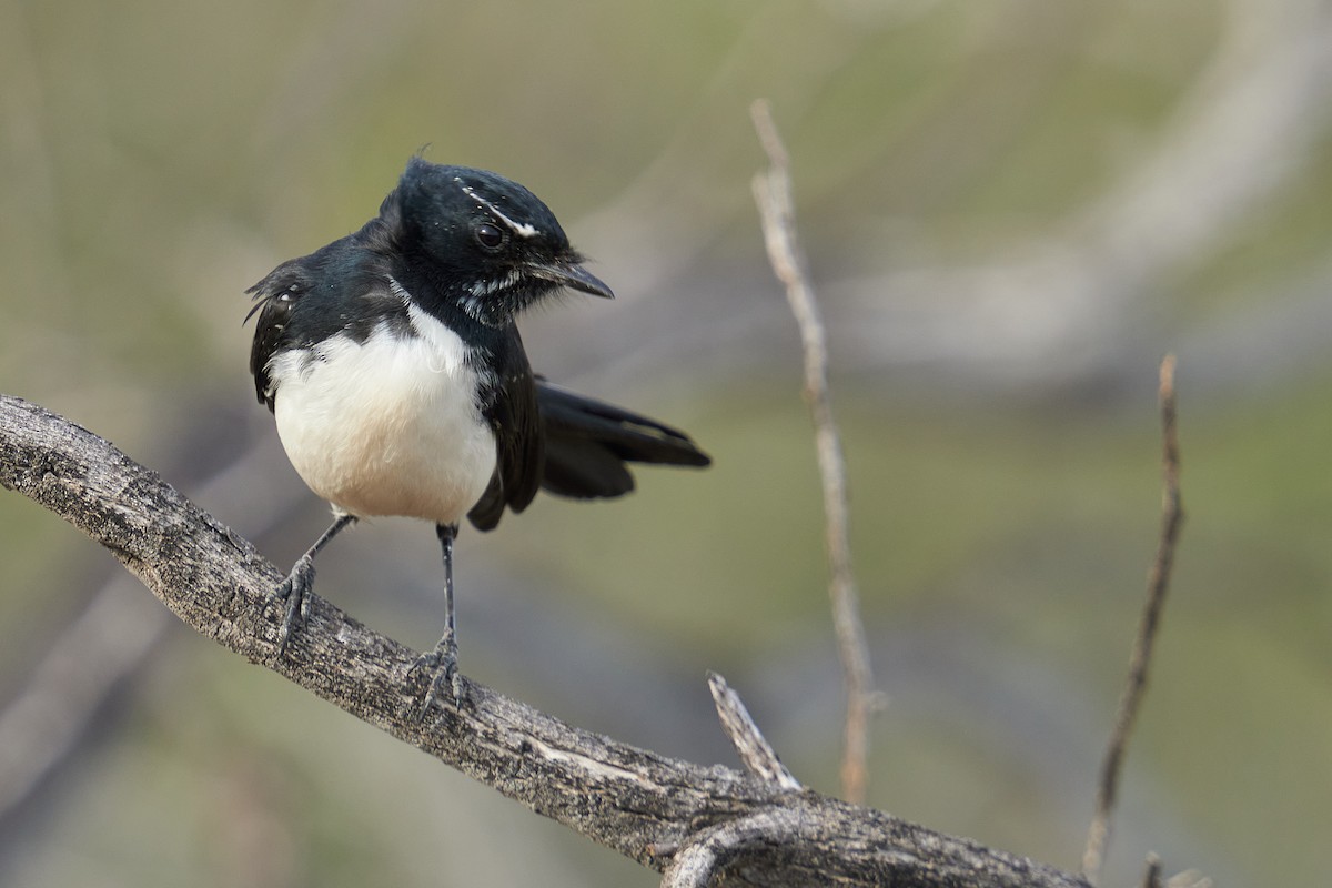 Willie-wagtail - ML620772486