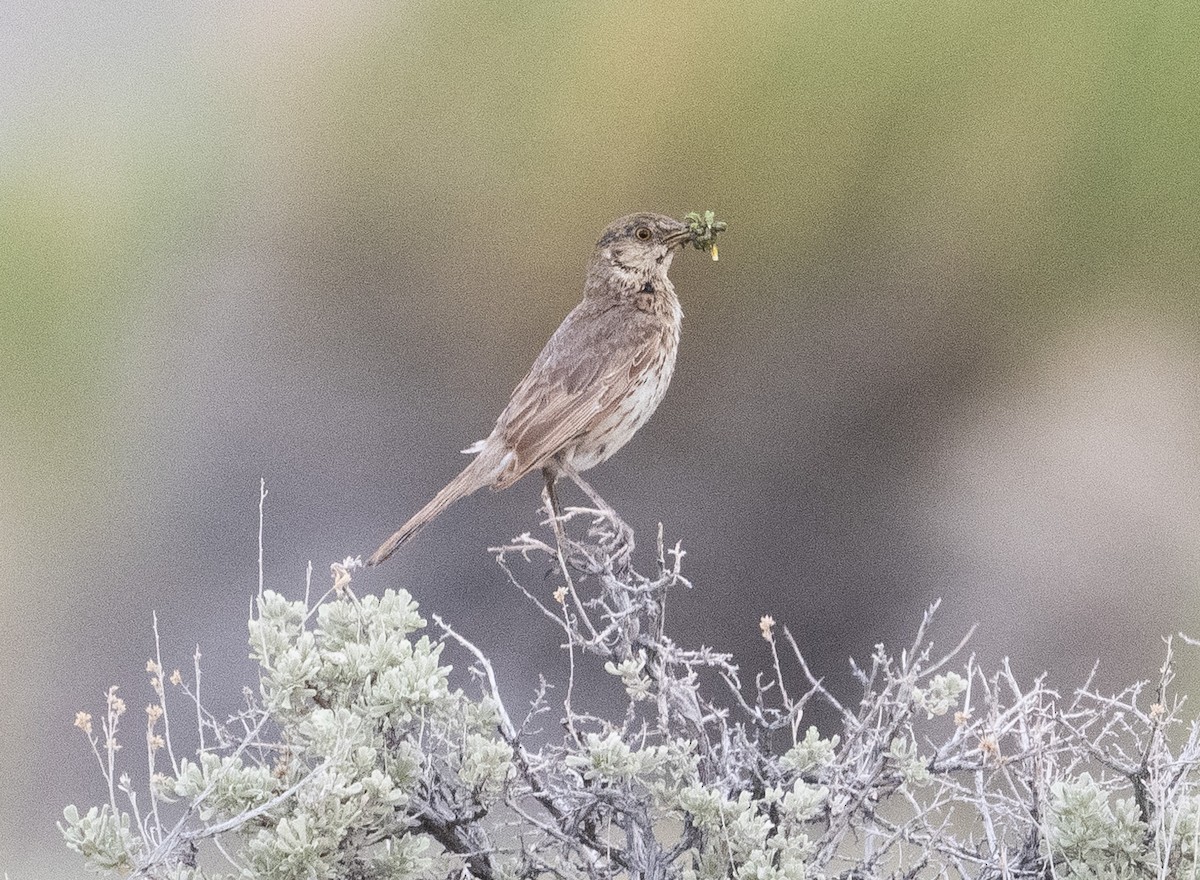 Sage Thrasher - ML620772494