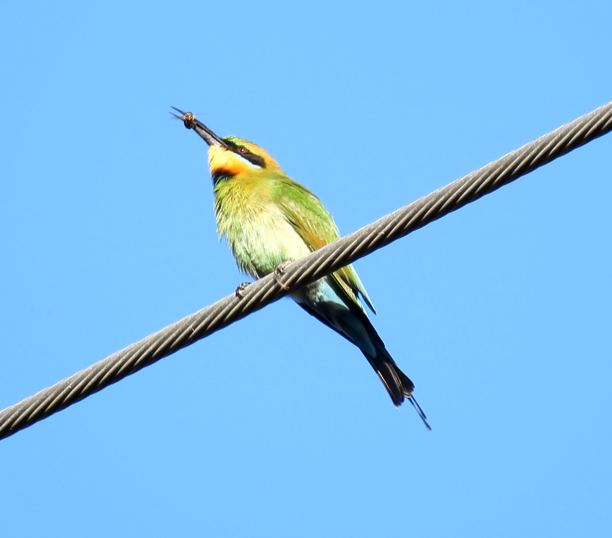 Rainbow Bee-eater - ML620772495