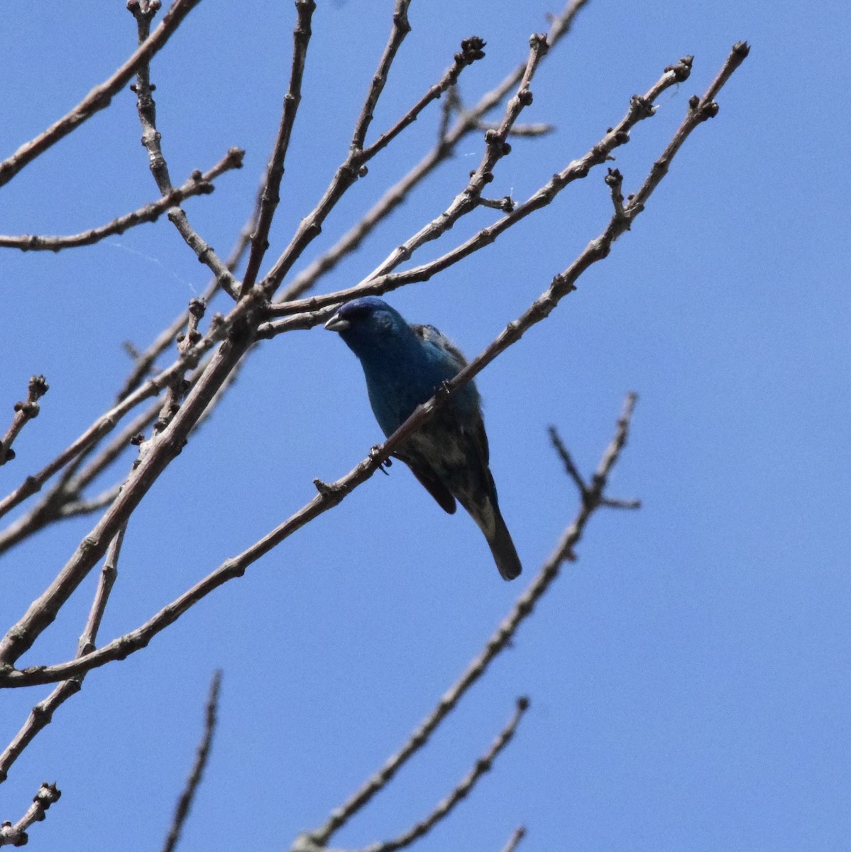 Indigo Bunting - ML620772497