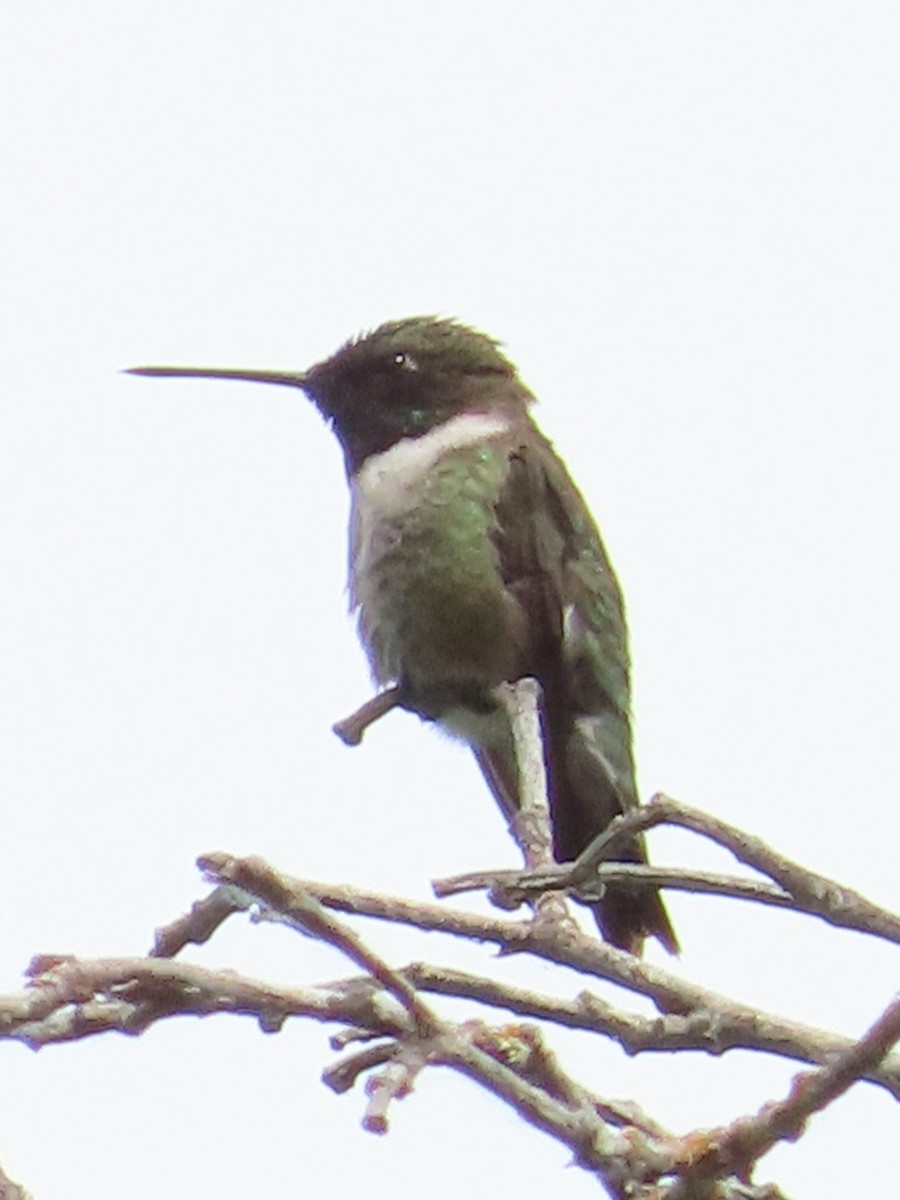 Black-chinned Hummingbird - ML620772498