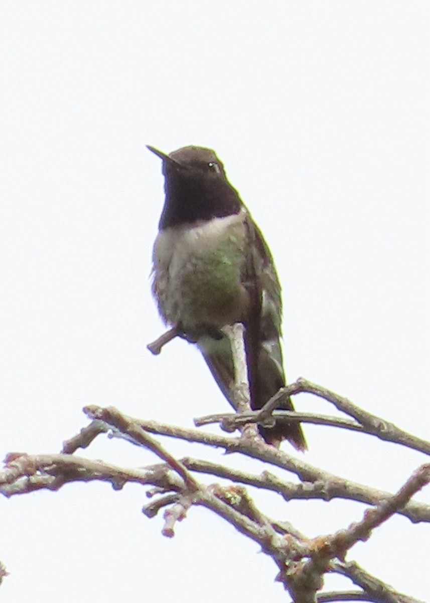 Black-chinned Hummingbird - ML620772499