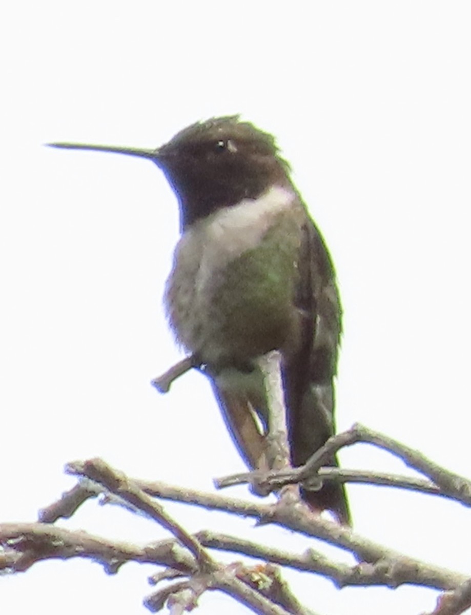 Black-chinned Hummingbird - ML620772500