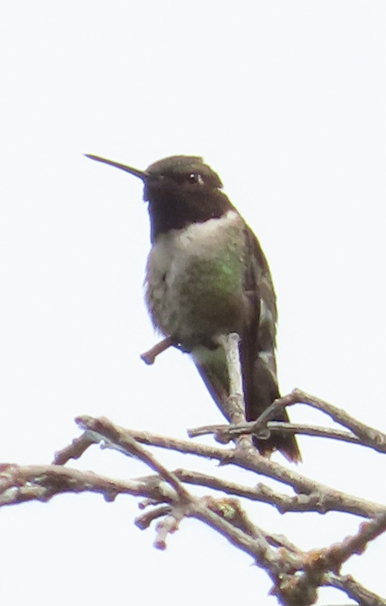 Black-chinned Hummingbird - ML620772501