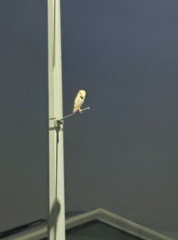 Barn Owl (Eastern) - ML620772504