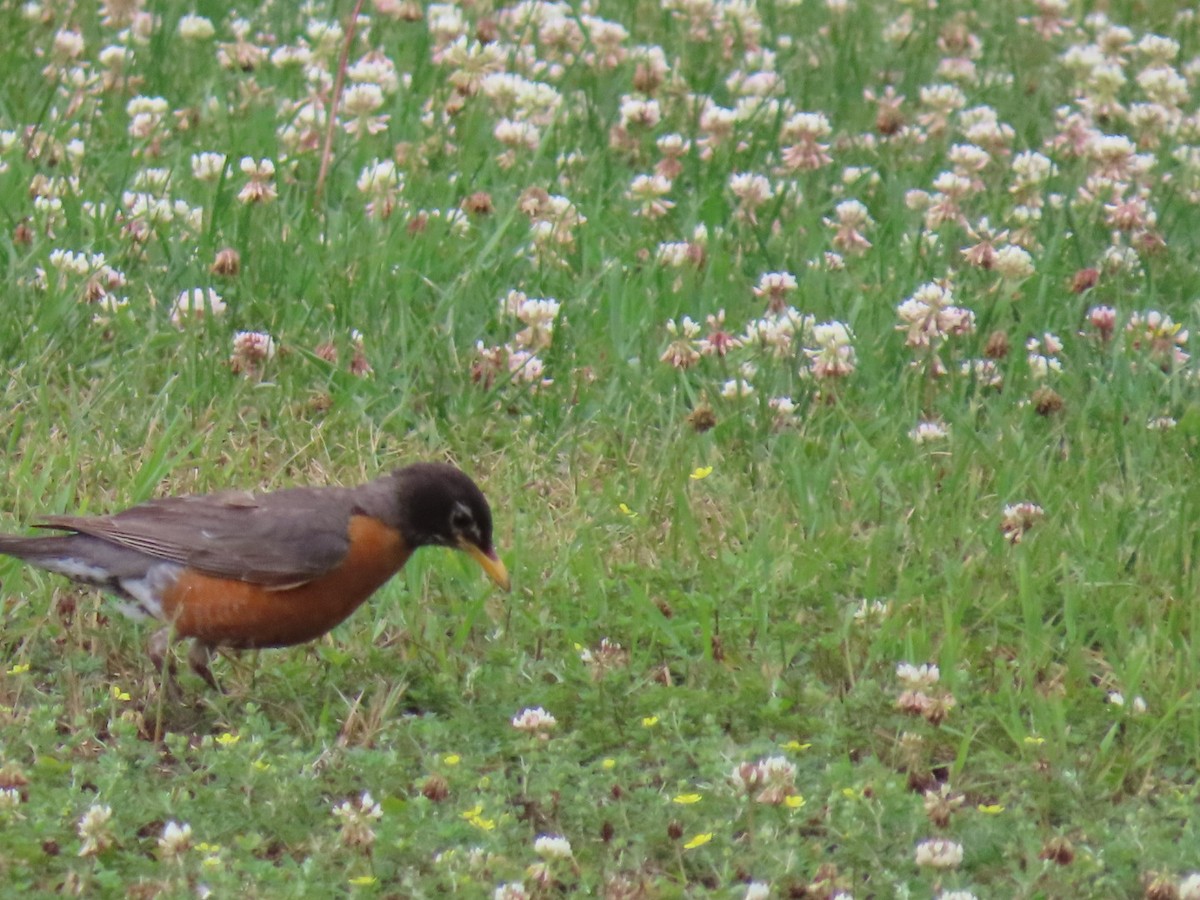 American Robin - ML620772505