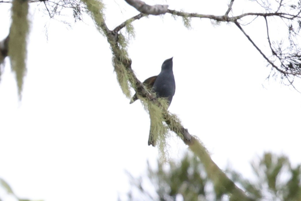 Boyer's Cuckooshrike - Andrew William