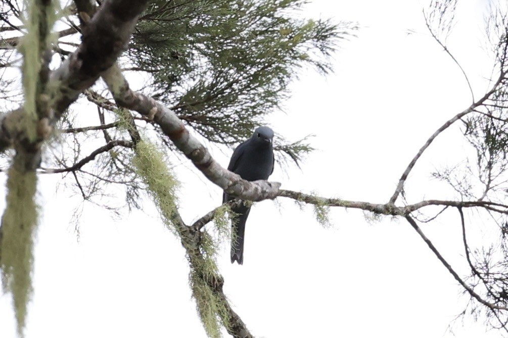 Boyer's Cuckooshrike - ML620772511