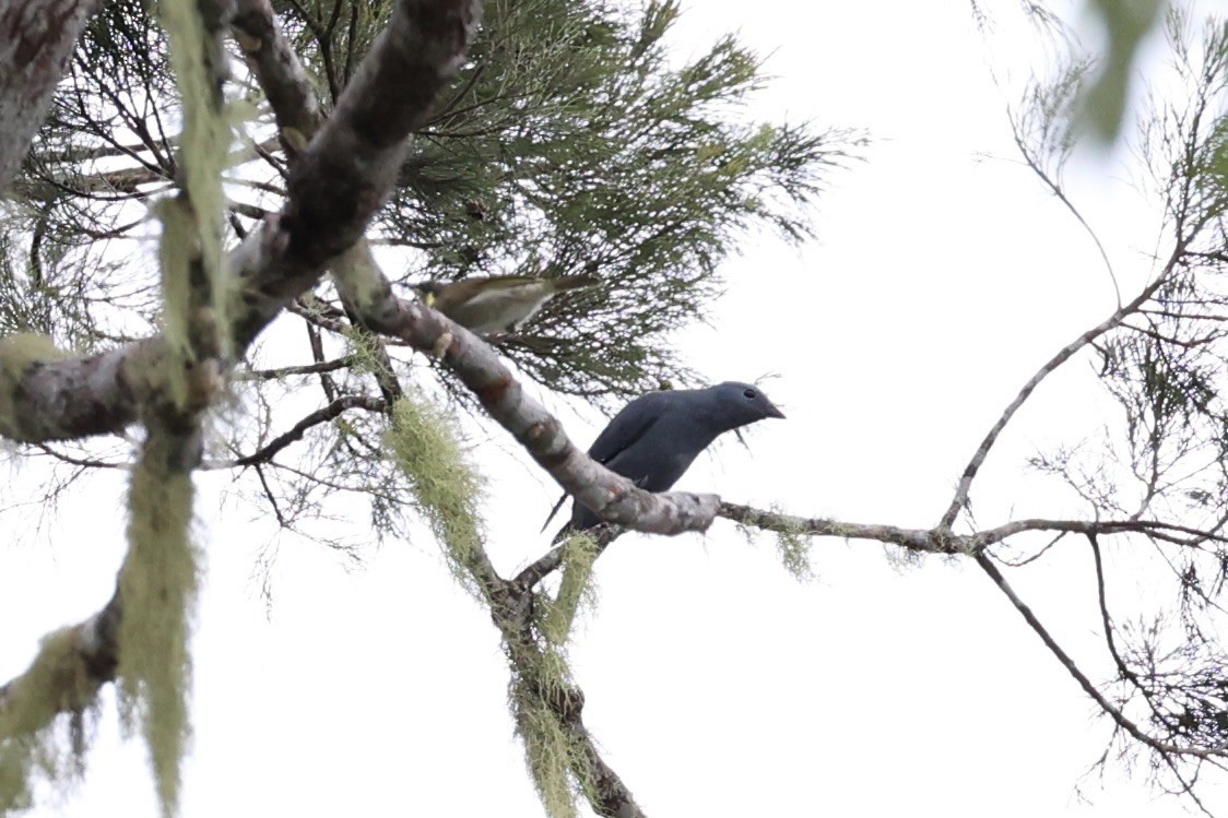 Boyer's Cuckooshrike - ML620772512