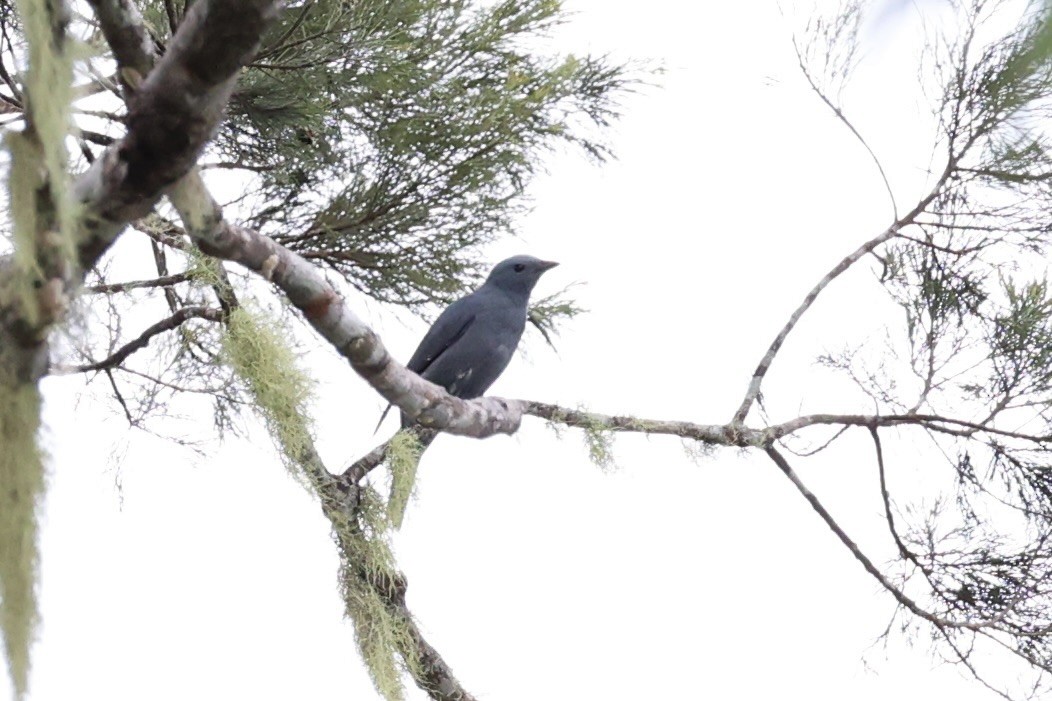 Boyer's Cuckooshrike - ML620772513