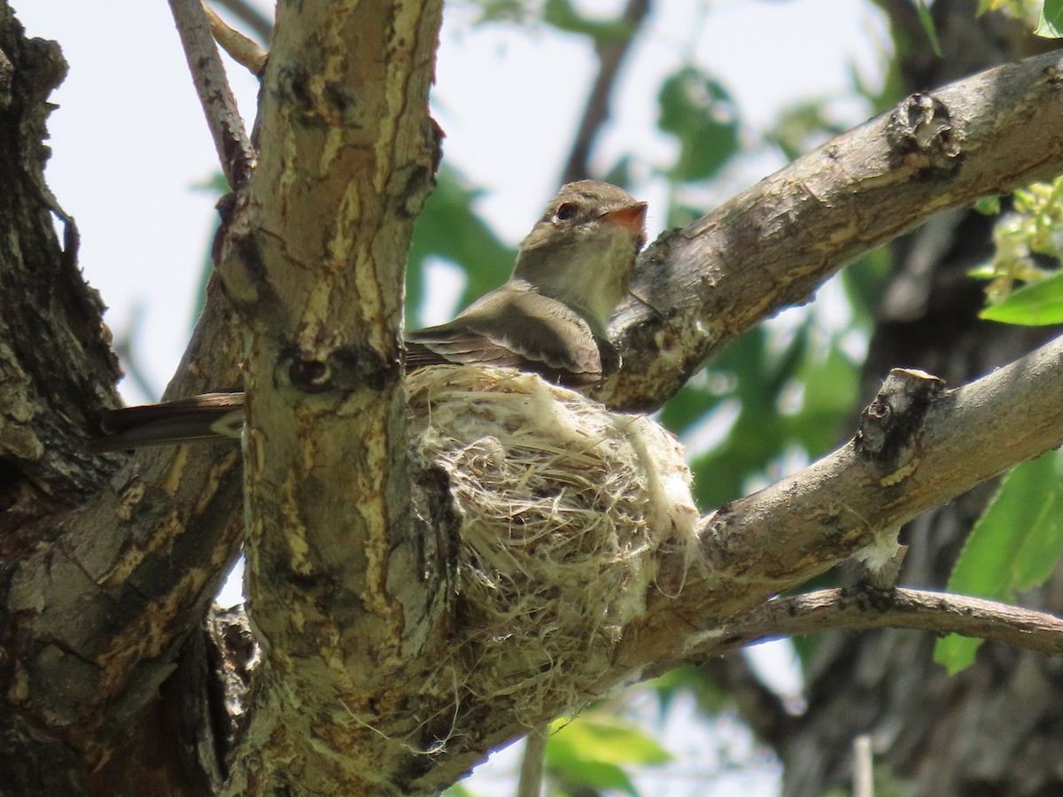 Western Wood-Pewee - ML620772519