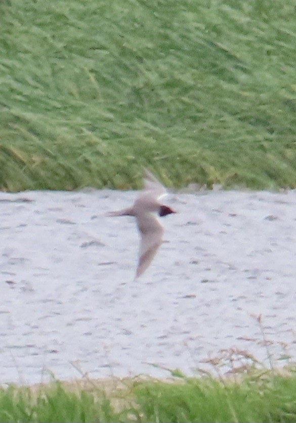 Black Tern - ML620772521