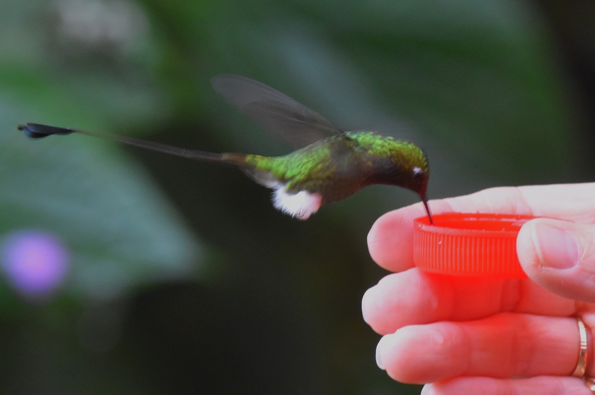 Colibrí de Raquetas Faldiblanco - ML620772526