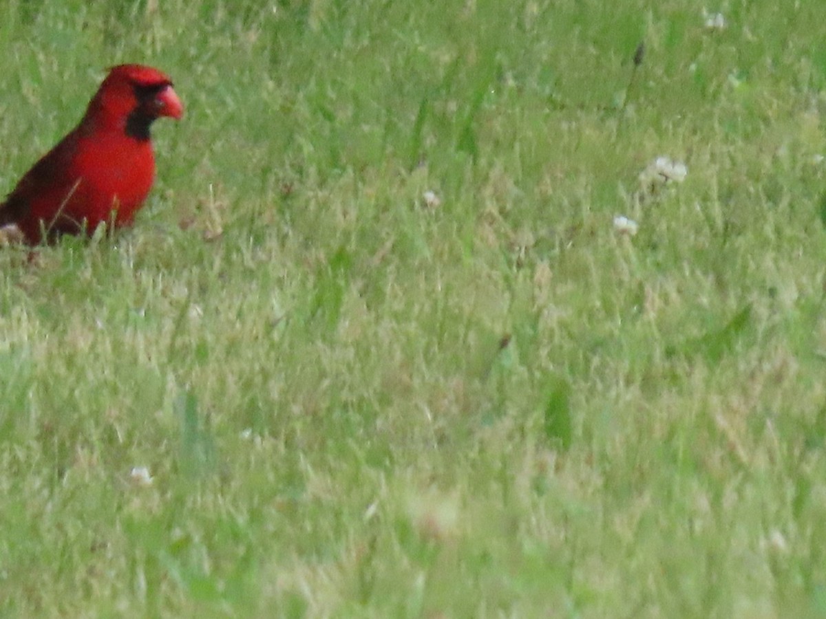 Northern Cardinal - ML620772535