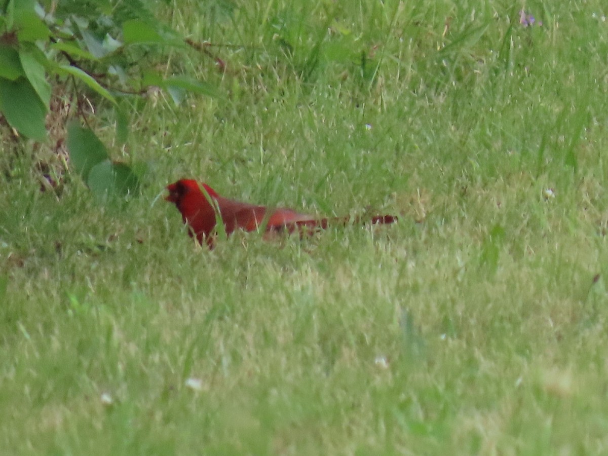 Northern Cardinal - Ericka Albright