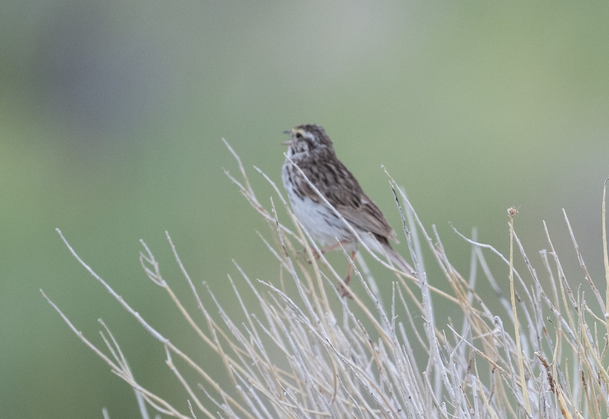 Savannah Sparrow - ML620772538