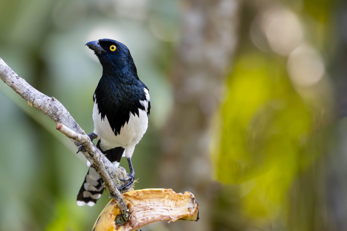 Magpie Tanager - ML620772540