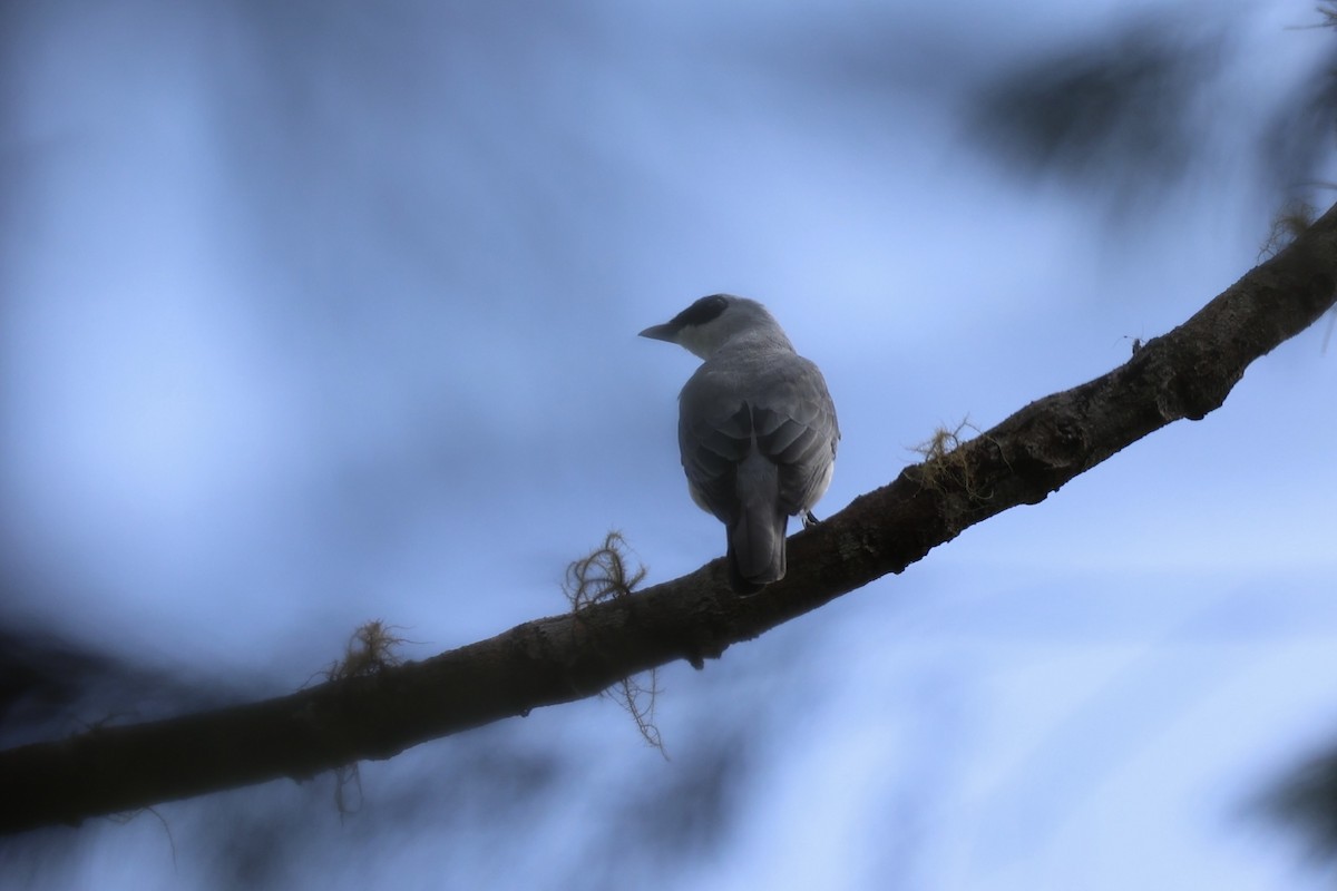 White-bellied Cuckooshrike - ML620772550