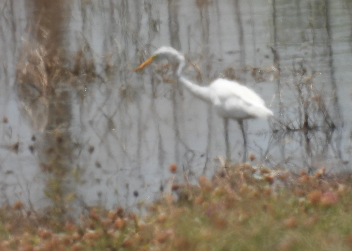 Great Egret - ML620772555