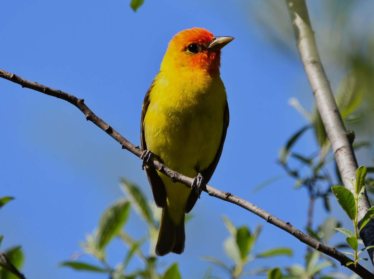 Western Tanager - ML620772559