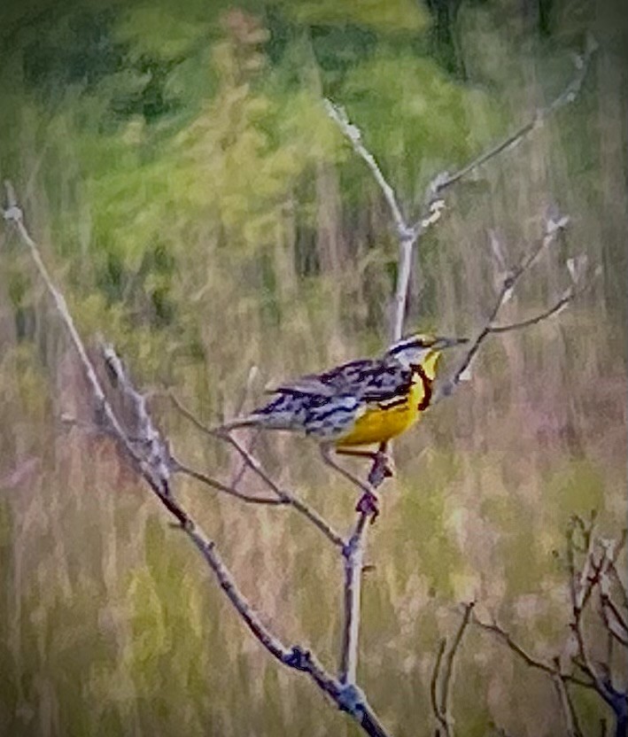 Eastern Meadowlark - ML620772560