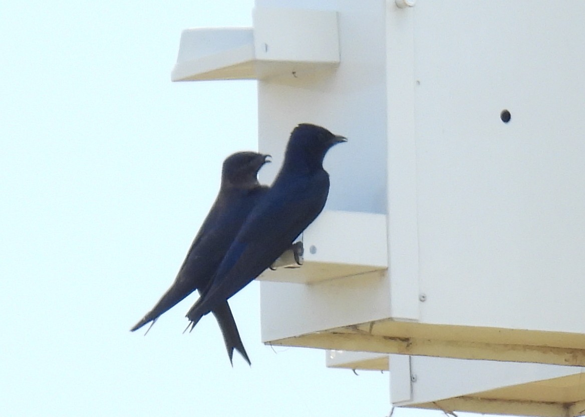 Purple Martin - ML620772561