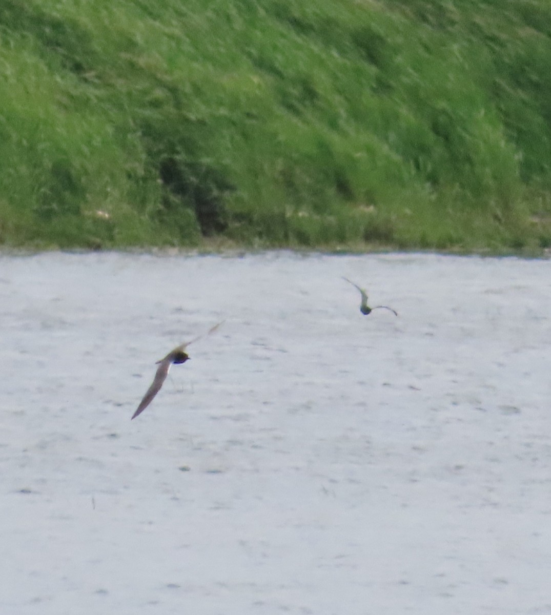 Black Tern - Anonymous