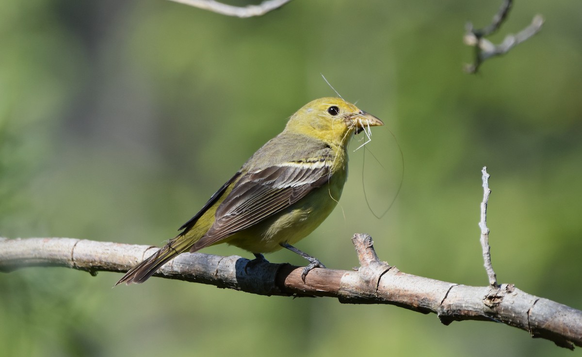 Western Tanager - ML620772565