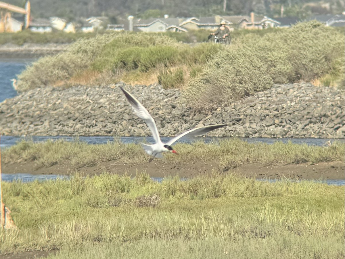 Caspian Tern - ML620772567