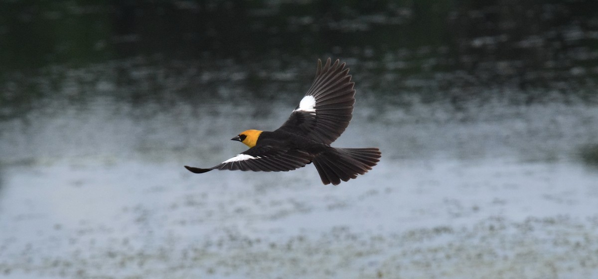 Yellow-headed Blackbird - ML620772569