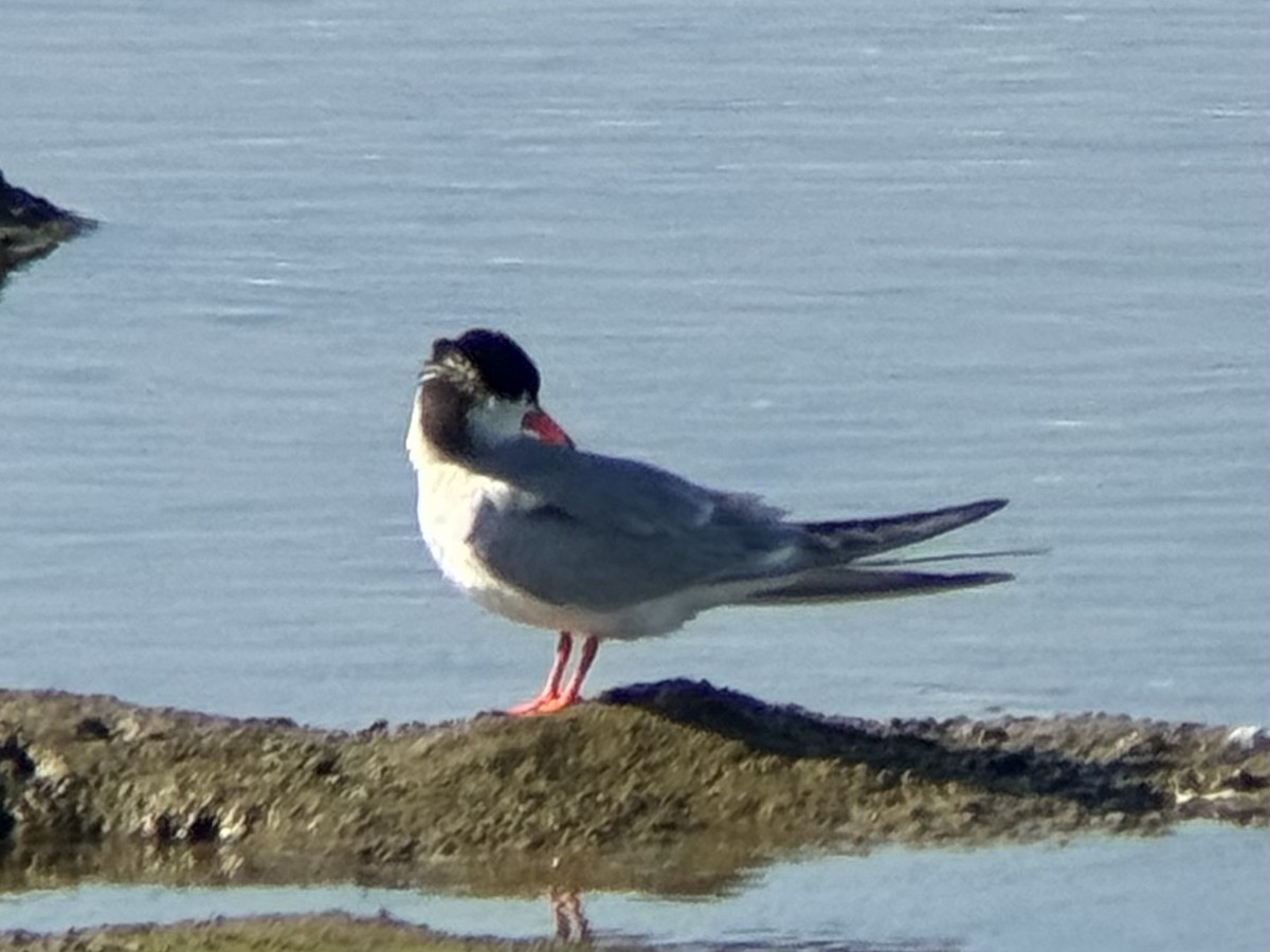 Forster's Tern - ML620772570